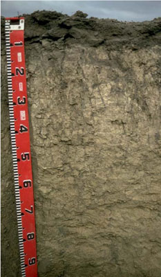 WLRA - soil pit LS16- profile