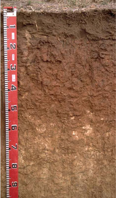 WLRA - soil pit LS19- profile