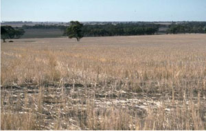 WLRA - soil pit LS1- landscape
