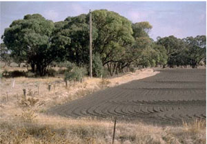 WLRA - soil pit LS20- landscape