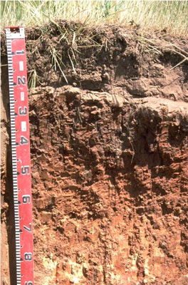 WLRA - soil pit LS23- profile