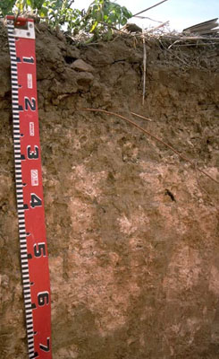 WLRA - soil pit LS24- profile