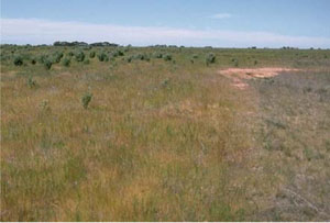 WLRA - soil pit LS25- landscape