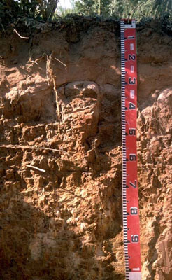 WLRA - soil pit LS25- profile