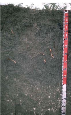 WLRA - soil pit LS3- profile
