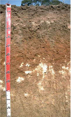 WLRA - soil pit LS5- profile