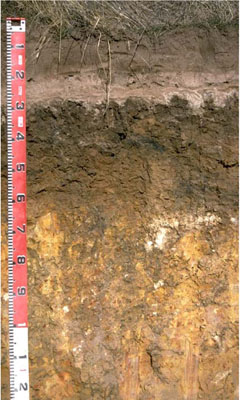 WLRA - soil pit LS6- profile