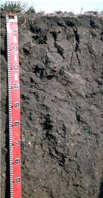 WLRA - soil pit LS7- profile
