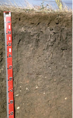 WLRA - soil pit LS9- profile