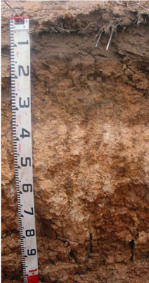 WLRA - soil pit Topcrop 2- profile