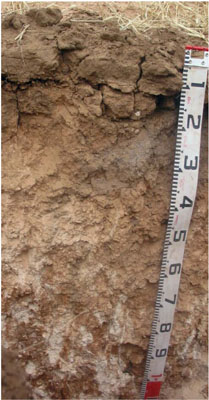 WLRA - soil pit Topcrop 4- profile