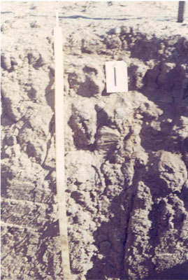 WLRA - soil pit WIA11- profile