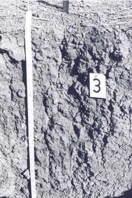 WLRA - soil pit WIA12- profile