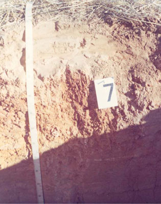 WLRA - soil pit WIA15- profile