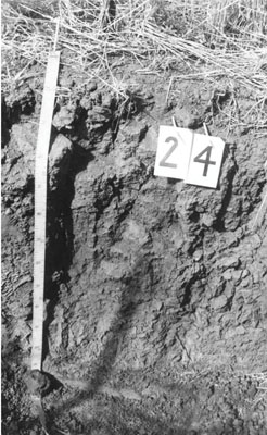 WLRA - soil pit WIA17- profile