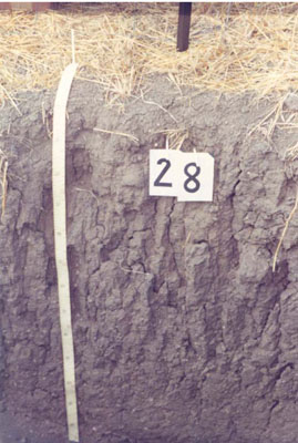 WLRA - soil pit WIA19- profile