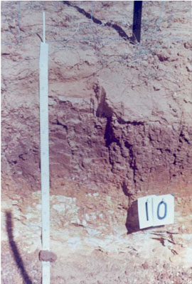 WLRA - soil pit WIA3- profile