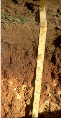 WLRA - soil pit WIA5- profile