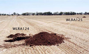 WLRA - soil pit WLRA124- landscape