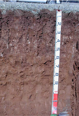 WLRA - soil pit WLRA124- profile