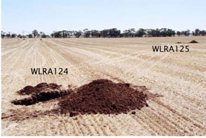 WLRA - soil pit WLRA125- landscape