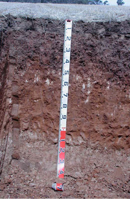 WLRA - soil pit WLRA125- profile
