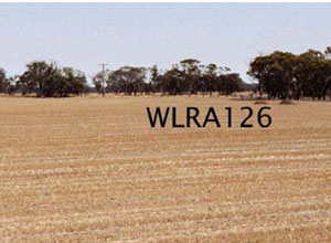 WLRA - soil pit WLRA126- landscape