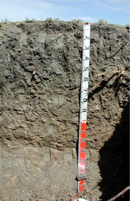 WLRA - soil pit WLRA126- profile