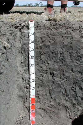 WLRA - soil pit WLRA127- profile