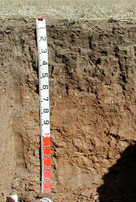 WLRA - soil pit WLRA128- profile