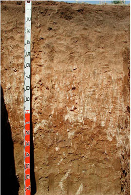 WLRA - soil pit WLRA130- profile