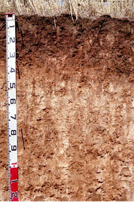 WLRA - soil pit WLRA131- profile