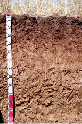 WLRA - soil pit WLRA132- profile