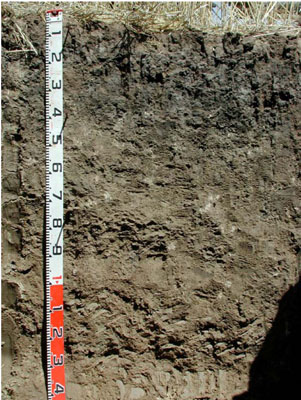 WLRA - soil pit WLRA133- profile