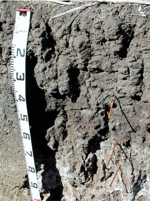 WLRA - soil pit WLRA134- profile