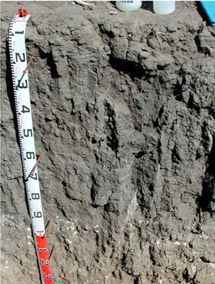 WLRA - soil pit WLRA135- profile