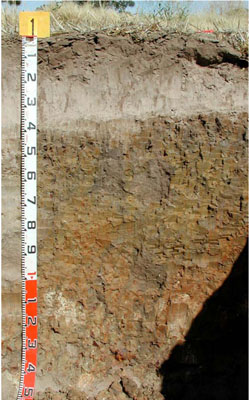 WLRA - soil pit WLRA136- profile