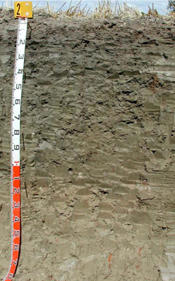 WLRA - soil pit WLRA137- profile