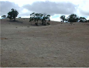 WLRA - soil pit WLRA139- landscape