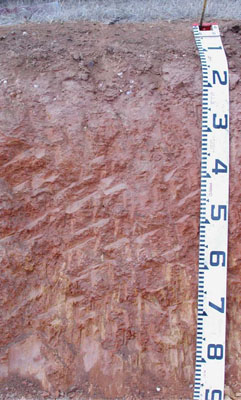 WLRA - soil pit WLRA139- profile