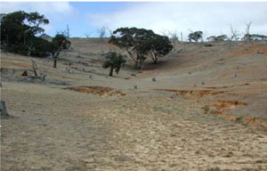 WLRA - soil pit WLRA140- landscape
