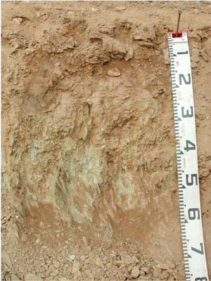 WLRA - soil pit WLRA140- profile