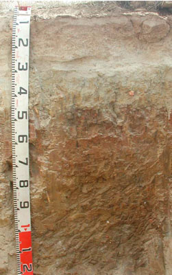 WLRA - soil pit WLRA142- profile