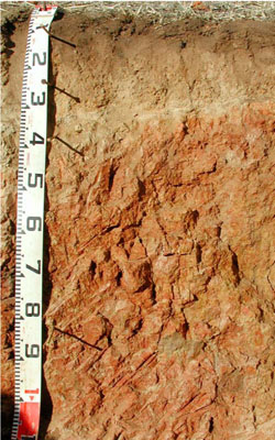 WLRA - soil pit WLRA143- profile