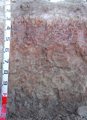 WLRA - soil pit WLRA146- profile