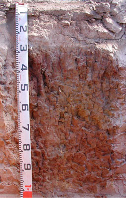 WLRA - soil pit WLRA147- profile