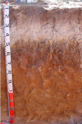WLRA - soil pit WLRA148- profile