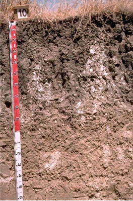 WLRA - soil pit WW10- profile