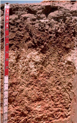 WLRA - soil pit WW11- profile
