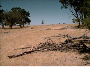 WLRA - soil pit WW12- landscape